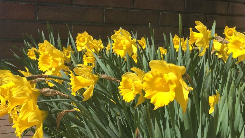 Spring Daffodils Vancouver