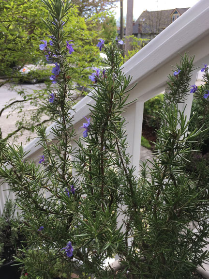 Flowering Rosemary