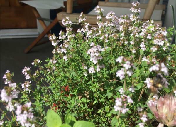 Flowering Thyme