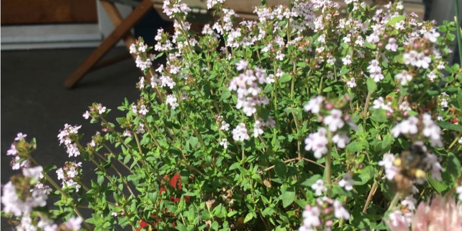 Flowering Thyme