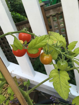 Tomato Plant